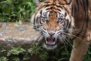 Sapi Milik Warga di Langkat Dimakan Harimau