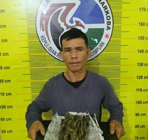 Simpan Ganja di Sepeda Motor, Penarik Betor di Sidimpuan Ditangkap