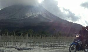 Berikut Daftar Kerugian Petani Dampak  Erupsi Sinabung