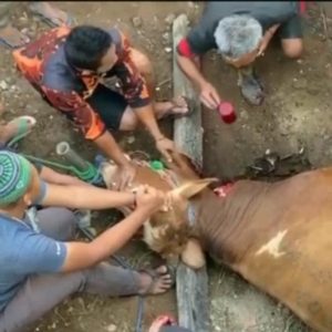 Geger, Video Pria Tua Minum Segelas Darah Sapi