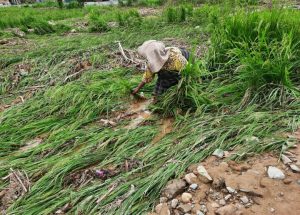 Dampak Banjir Padangsidimpuan, Petani Gagal Panen