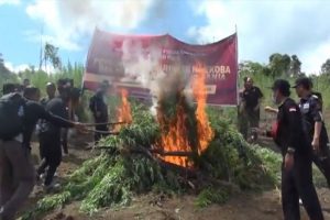 Tim Bareskrim Mabes Polri Panen Ganja di Madina, Ratusan Kilogram Disita