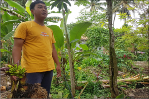 Kejadian Langka, Pisang Ini Sudah Ditebang, Tapi Masih Berbuah