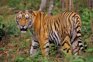 Harimau Masuk Desa di Labura, Warga Cemas