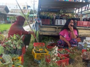 Janda Bolong Paling Diminati di Madina, Penjual Bunga Raih Jutaan Rupiah/Hari