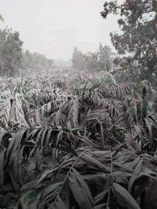 Pertanian Karo Rugi Puluhan Miliar Terdampak Awan Panas Guguran Sinabung