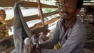 Aneh! Kambing Bermata Satu Lahir di Simalungun