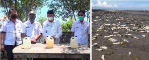 Geger! Ribuan Ekor Ikan Mati di Pantai Datuk Batubara