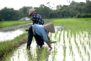 Kabar Gembira! Petani di Simalungun Bakal Dapat Dana Korporasi Pertanian Rp 350 Miliar