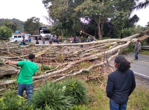 Pohon Tumbang di Jalinsum Parapat-Balige, Ratusan Kenderaan Antri Panjang