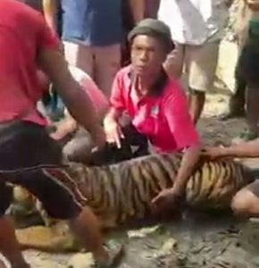 Diduga Dehidrasi Berat, 1 Ekor Harimau Sumatera Mati di Perkampungan Pasaman