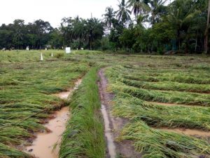 Dampak Banjir di Madina, 50 Hektar Lahan Pertanian Gagal Panen