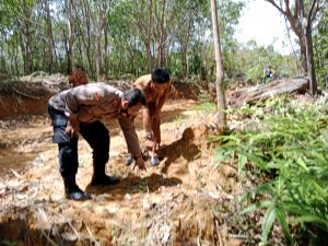 Gawat, Harimau Sumatera Berkeliaran, Warga Barumun Padanglawas Resah