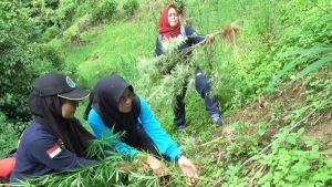 Lima  Hektar Ladang Ganja Ditemukan di Mandailing Natal