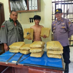 Astaga! Timbun 12 Bal Ganja, Seorang Warga Palas Ditangkap Saat Berteduh di Sidimpuan