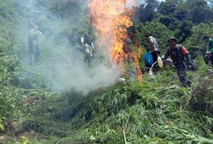 BNNK Madina Temukan 5 Hektare Ladang Ganja di Tor Sihite