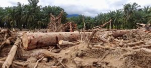 Gelondongan Kayu Menumpuk, Serikat Hijau Indonesia Minta Penegak Hukum Usut Banjir Bandang Padang Lawas