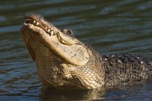 Geger! Lagi Nyuci di Sungai, Seorang Wanita Tewas Ditangkap Buaya di Kunkun Madina