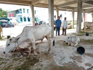 Besok, 8 Ekor Lembu akan Disembelih di Ranting Muhammadiyah Siborang, Sidimpuan