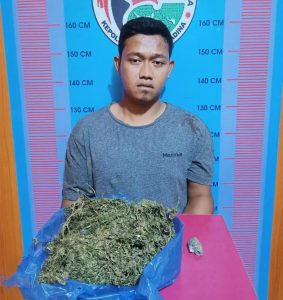 Miliki Ganja Kering, Pria Asal Kotasiantar, Madina di Tangkap Polisi