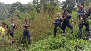 Kebun Ganja Seluas 8 Hektar Ditemukan di Pegunungan Torsihite, Madina