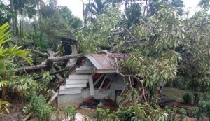 Pohon Besar Timpa Pondok Kebun di Madina, 4 Orang Tewas dan 5 Orang Lainnya Luka-luka