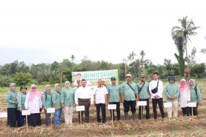 Bupati Tapsel Panen Perdana Bawang Merah Bersama Koptan Tunas Muda Arse