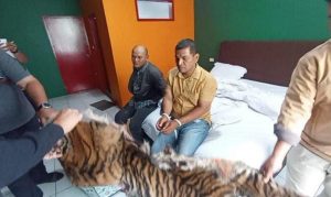 Diduga Terlibat Jual-Beli Kulit Harimau, Polisi Tangkap Dua Orang Warga Sidimpuan