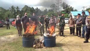 Polres Padangsidimpuan Musnahkan 19,9 Kg Ganja dan 3 Kg Sabu, Hasil Tangkapan 3 Bulan Terakhir