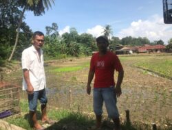 Puluhan Hektar Lahan Sawah di Padangsidimpuan Batunadua Terancam Kekeringan