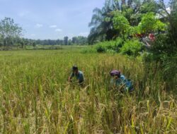 Hama Tikus, Ratusan Hektar Sawah di Padanglawas Gagal Panen