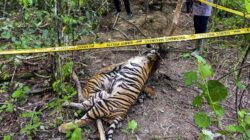 Nasib Malang Harimau Sumatra: Mati Terjerat di Agam dengan Kaki Kiri Putus