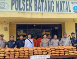 Breaking News: Polisi Amankan Ratusan Kilogram Ganja di Mandailing Natal