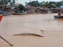 Warga Natal di Madina Resah, Buaya Muara Tiba-tiba Muncul