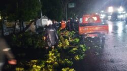 Pohon Tumbang Rusak Mobil Pedagang di Gunungtua, Paluta