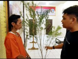 Alamak! Disuruh Tanam Padi, Pria di Sidimpuan Tenggara ini Malah Budidaya Ganja, Ditangkaplah
