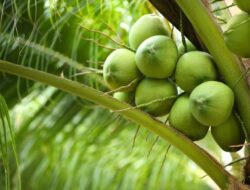 Benarkah Air Kelapa Bahaya untuk Diabetes? Ini Kata Ahli