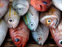 Jangan Asal Makan Ikan, Ini 10 Jenis yang Punya Kandungan Merkuri Berbahaya