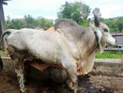 Prabowo Kurban 1 Ekor Sapi di Sidimpuan, Beratnya Hampir 1 Ton