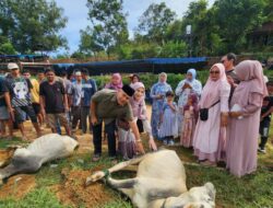 Gerindra Padangsidimpuan Kurban 2 Ekor Sapi dan 5 Kambing