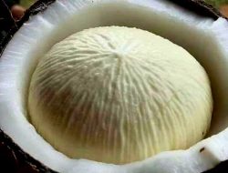 Umbut Kelapa Ternyata dapat Meningkatkan Kekebalan Tubuh