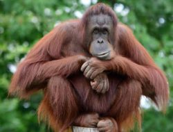Banyak Alih Fungsi Lahan, Habitat Orangutan Tapanuli Kritis