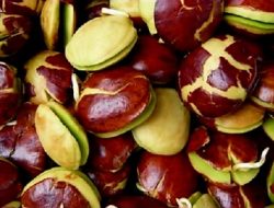 Ini Daftar Penyakit yang Tidak Bisa Konsumsi Jengkol
