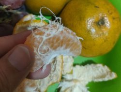 Jangan Dibuang, Serabut Putih pada Jeruk Ternyata Kaya Manfaat